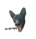 I'm a dog from Taiwan.（個別スタンプ：3）