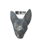 I'm a dog from Taiwan.（個別スタンプ：4）