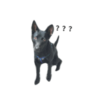 I'm a dog from Taiwan.（個別スタンプ：7）