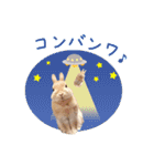 可愛いうさぎさん達のスタンプ（個別スタンプ：3）