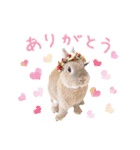 可愛いうさぎさん達のスタンプ（個別スタンプ：9）