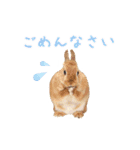 可愛いうさぎさん達のスタンプ（個別スタンプ：15）