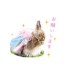 可愛いうさぎさん達のスタンプ（個別スタンプ：17）