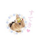 可愛いうさぎさん達のスタンプ（個別スタンプ：23）