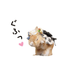 可愛いうさぎさん達のスタンプ（個別スタンプ：29）