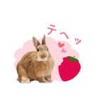 可愛いうさぎさん達のスタンプ（個別スタンプ：30）