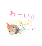 可愛いうさぎさん達のスタンプ（個別スタンプ：31）