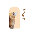 可愛いうさぎさん達のスタンプ（個別スタンプ：35）