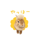 可愛いうさぎさん達のスタンプ（個別スタンプ：37）
