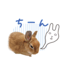 可愛いうさぎさん達のスタンプ（個別スタンプ：38）