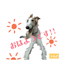 ボルゾイのえるざ（個別スタンプ：6）