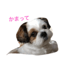 ココ わんちゃん（個別スタンプ：5）