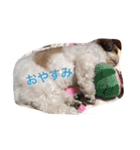 ココ わんちゃん（個別スタンプ：10）