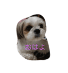 ココ わんちゃん（個別スタンプ：12）