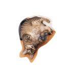 Natsu the Cat #1（個別スタンプ：2）