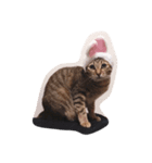 Natsu the Cat #1（個別スタンプ：5）