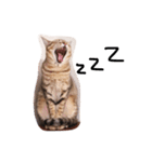 Natsu the Cat #1（個別スタンプ：7）