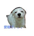 Sleeping Dog.（個別スタンプ：4）