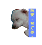 Sleeping Dog.（個別スタンプ：5）