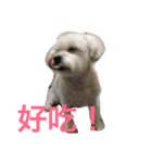 Sleeping Dog.（個別スタンプ：6）