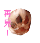 Sleeping Dog.（個別スタンプ：8）