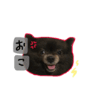 モカコロ2（個別スタンプ：12）