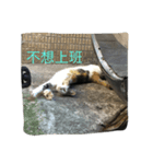 Dalong observer（個別スタンプ：2）