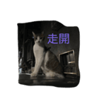 Dalong observer（個別スタンプ：8）