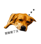 cute puppy love（個別スタンプ：1）