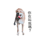 cute puppy love（個別スタンプ：2）