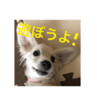 チワックスのらんちゃん（個別スタンプ：3）