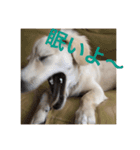 チワックスのらんちゃん（個別スタンプ：4）