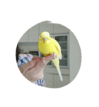 レモンちゃんです（個別スタンプ：5）