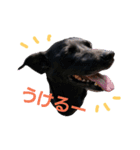 three black dogs（個別スタンプ：1）