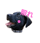 three black dogs（個別スタンプ：3）