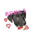 three black dogs（個別スタンプ：4）