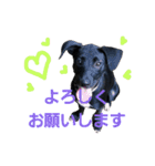 three black dogs（個別スタンプ：5）