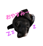 three black dogs（個別スタンプ：6）