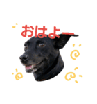 three black dogs（個別スタンプ：7）