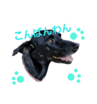 three black dogs（個別スタンプ：8）