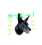 three black dogs（個別スタンプ：9）