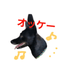 three black dogs（個別スタンプ：10）