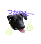 three black dogs（個別スタンプ：12）