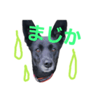 three black dogs（個別スタンプ：13）