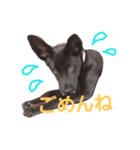 three black dogs（個別スタンプ：14）