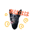 three black dogs（個別スタンプ：15）