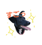 three black dogs（個別スタンプ：17）