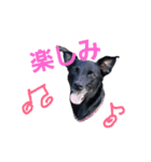three black dogs（個別スタンプ：18）