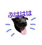 three black dogs（個別スタンプ：19）