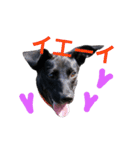 three black dogs（個別スタンプ：20）